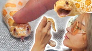 Seorang Gadis Bermain dengan Ular untuk Pertama Kalinya, Dia Menyentuh Kepala Ular dengan Liar