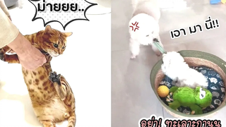 รวมคลิปหมาแมวตลกๆฮาๆ สัตว์เลี้ยงตลก l Smile Animal funny cats and dog Videos