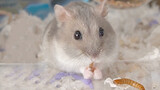 Hamster Eating Mealworms