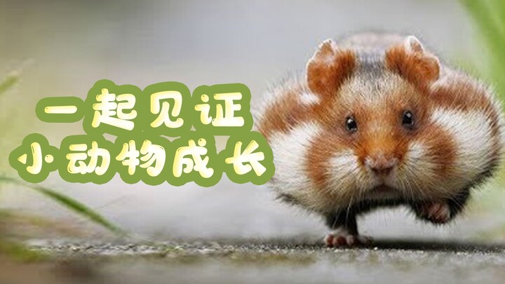 [Little Hero] Have you ever seen what baby animals look like in the womb? Super-cute Baby Animals Co