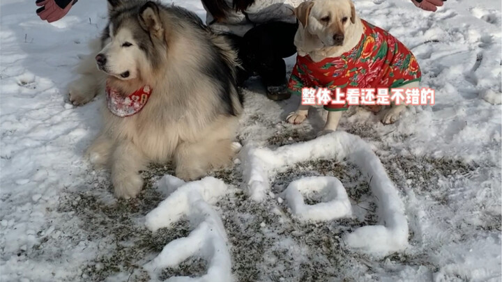 Mỗi năm một lần dẫn cún cưng đi chơi tuyết, cuối cùng lại khiến tôi tức cười.