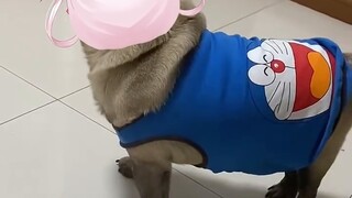 A blind dog can't find its owner!!!