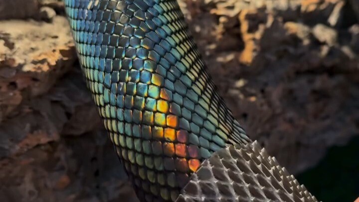 The complete process of a snake shedding its skin—so fascinating!