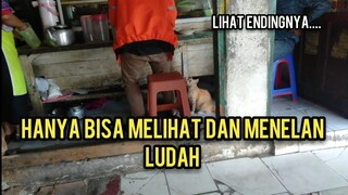 Mengharukan Kucing Hamil Memelas Minta Makan Wajahnya Terlihat Sedih Saat Tidak Di Kasih Lalu Pergi
