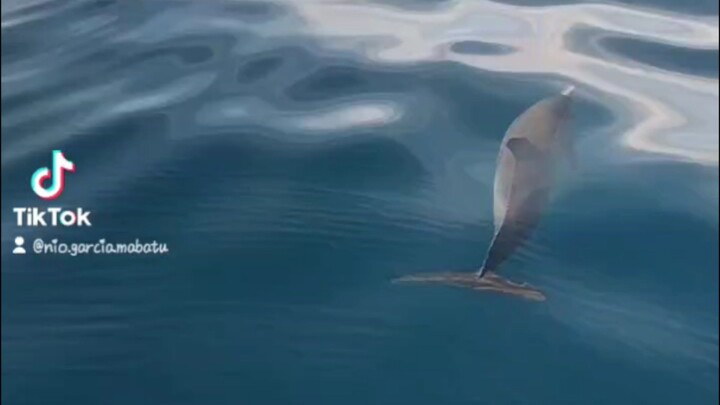 dolphin watching