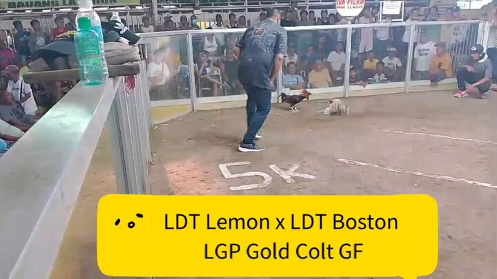 LDT Lemon x LDT Boston Roundhead LGP Gold Colt GF #bacolodbostonroundhead #lancedelatorrelines