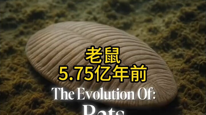 Sejarah evolusi tikus dalam satu menit [575 juta tahun lalu hingga sekarang]