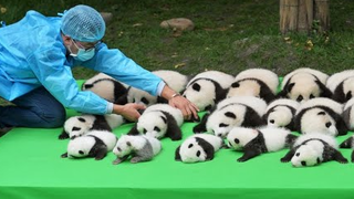 هناك الكثير من الباندا اللطيفة!