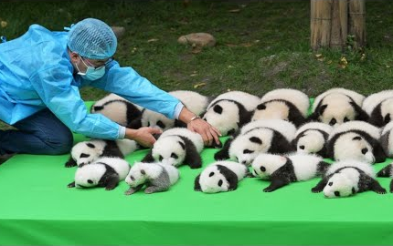 هناك الكثير من الباندا اللطيفة!