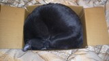 แมวติดกล่อง​ Kerry งอมแงม cat favorite box