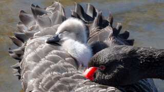 Live Footage of a Tired Cygnet Resting on Its Mother's Back