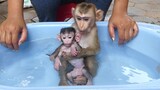 Brother Monkey Maku Hugging His Small Sister Jessie Taking Bath Early Morning