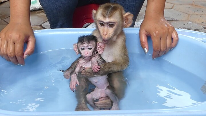 Brother Monkey Maku Hugging His Small Sister Jessie Taking Bath Early Morning