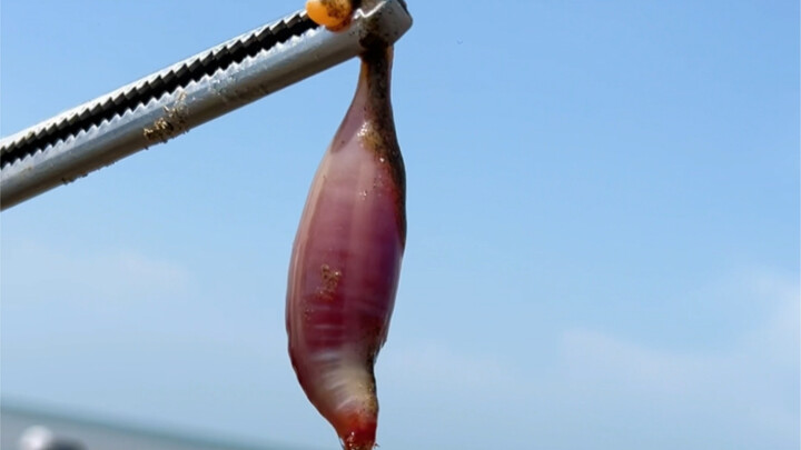 Is this what makes shore foraging so captivating?