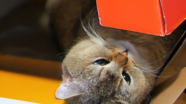 Kucing ko suka kardus?