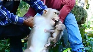 When it comes to dealing with monkeys, Indonesians really know what they're doing; it completely sha