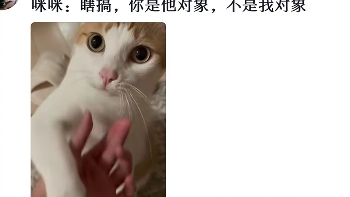 Calm and Composed Kitten~