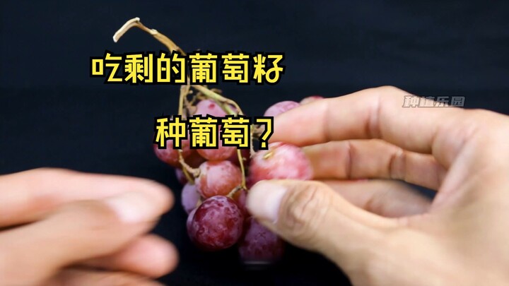 吃剩的葡萄籽还能种出葡萄吗？百天记录