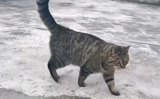Cat: I ran into a dog today.
