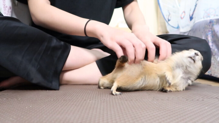 Marmota Massage | So Comfortable