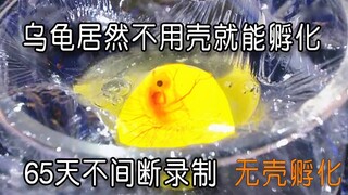 哇！乌龟居然不用壳就能孵化