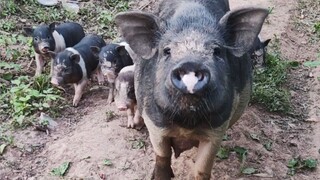 I have to praise this pig! One pig goes out and nine pigs come back.