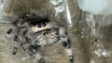 What's Wrong with thePerson Who Likes a Jumping Spider?