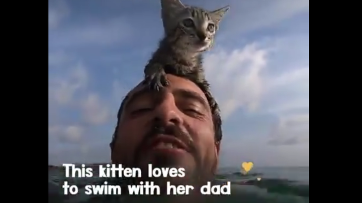 The cat swims in the water with its owner! So heartwarming~