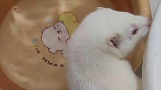 อากาศหนาวแล้ว เม่ยเหนียงก็ควรจะอาบน้ำอุ่นได้แล้วนะ~