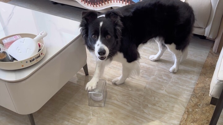 Cover the button with a transparent box and see how the puppy reacts.