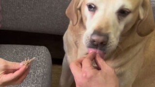 Inilah orang tua yang dulu menentang saya memelihara anjing.