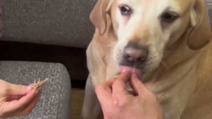 Inilah orang tua yang dulu menentang saya memelihara anjing.