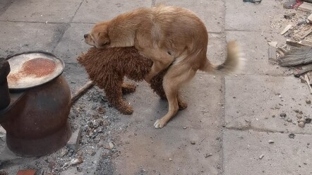 Antara anjing peliharaan jenis Teddy dan anjing kampung, siapa yang lebih unggul?