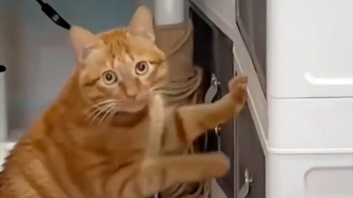 Kucing itu tak bisa menyembunyikan rasa canggungnya