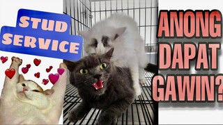 HOW TO STUD SERVICE and share  kitten rules #stud #studservice #heat #howtostudcat