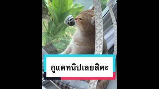 ของเล่นใหม่อีกแย้วว คราวนี้แคทนิปติดผนังได้จ้าา