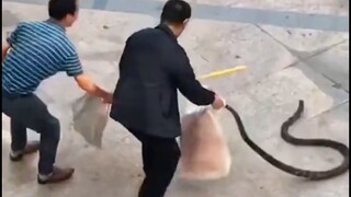 A roundup of humans who aren't afraid of snakes