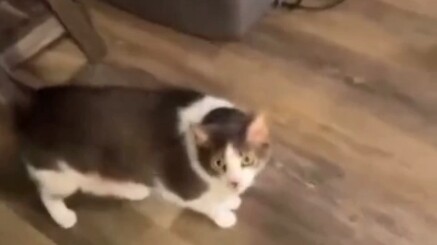 Those adorable moments of cute pets