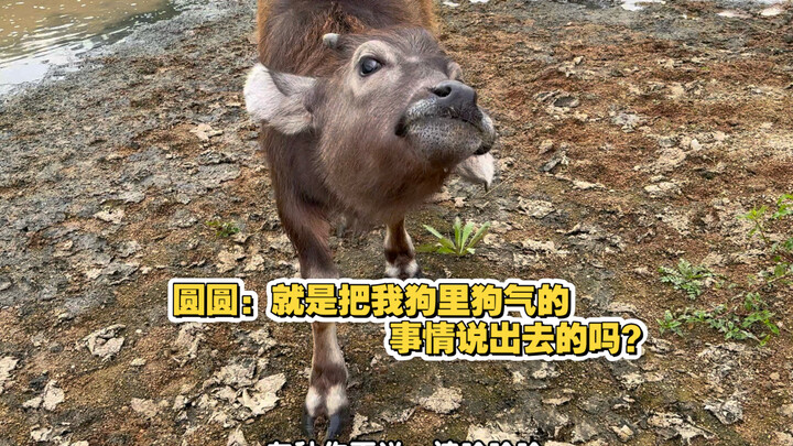 Những thú cưng dễ thương trên nông trại – Những loài động vật nhỏ mang lại cảm giác bình yên