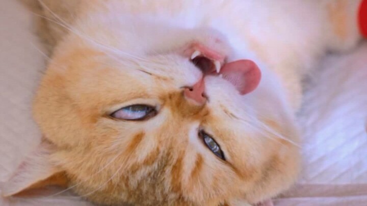 ภาพแมวโดนแกล้งน่ารักมาก!