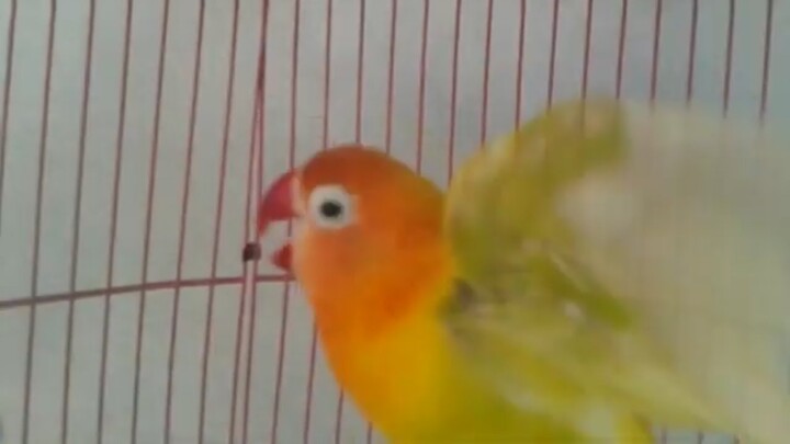 100% AMPUH hanya BUNYI 1 menit saja, LOVEBIRD lawan jadi NYAUT NGEKEK Tanpa HENTI