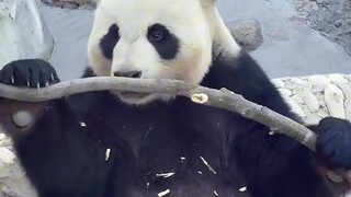 The bond between pandas and their keepers is much deeper than we imagine #Panda