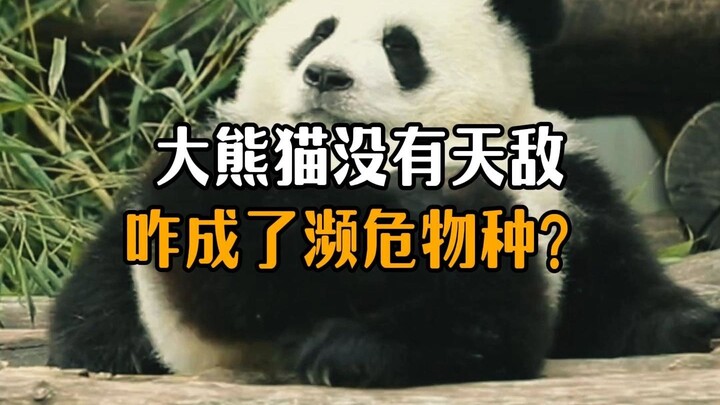 Giant pandas have no natural predators, so why are they still an endangered species?