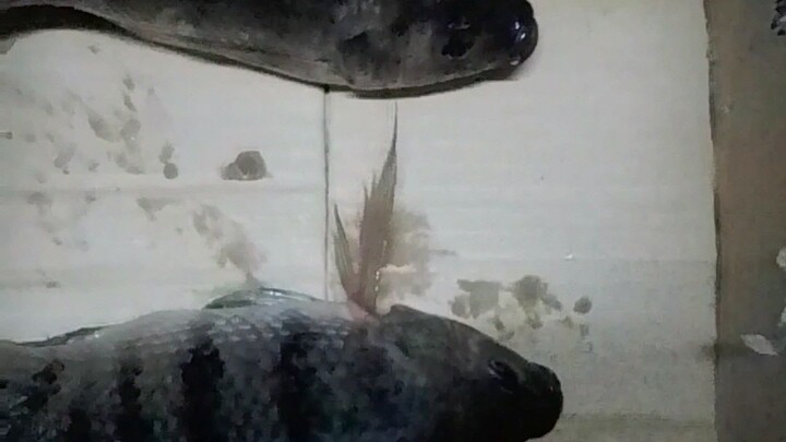 parang may mali eh😅