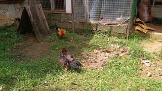 raptor pumpkin vs hennie ng tropa