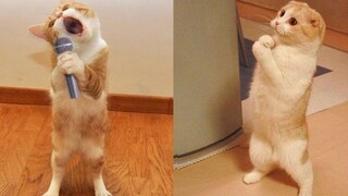 OMG น่ารักมาก ♥ Funny Cats and Dogs ตอนที่ 13