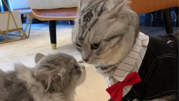 The Allure of the Male Cat~