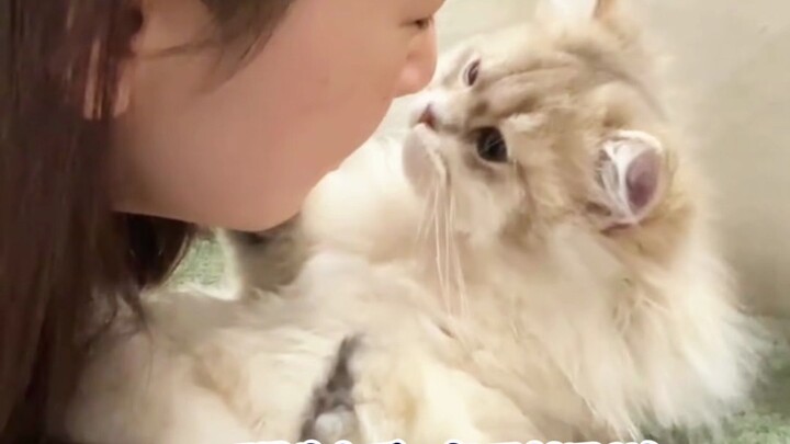 Nuôi mèo mà không đặt ra quy tắc, cả đời sẽ khổ sở