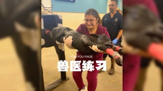 Veterinarian's calf delivery practice