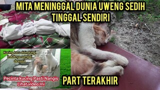 Kucing Lucu Yang Di Lindungi Induknya Sampai Dewasa Part  5 Terakhir Kucing Mita Meninggal Dunia.!